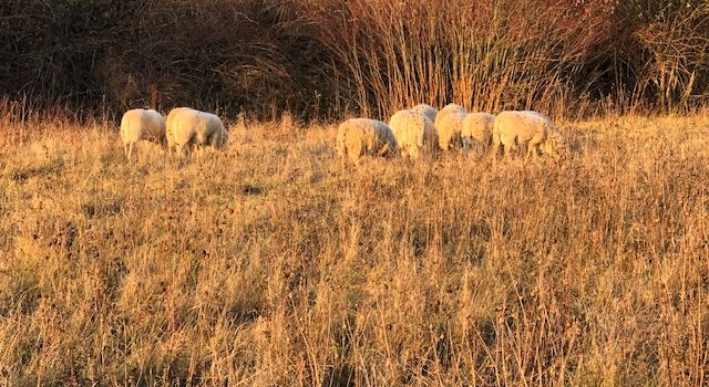 Riesen-Schaf in Heimerode entdeckt!